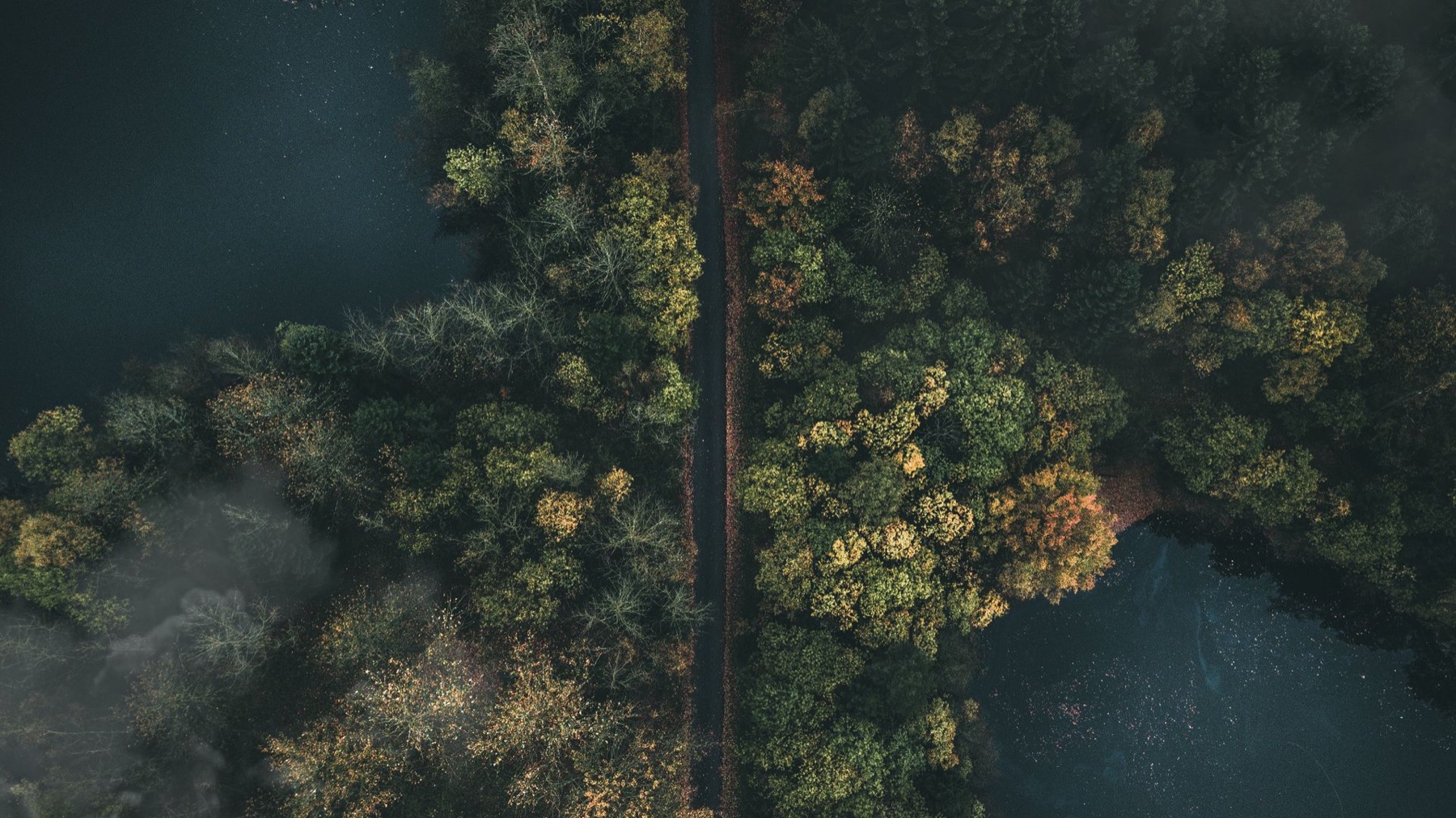 Forest canopy representing renewable HVO fuel